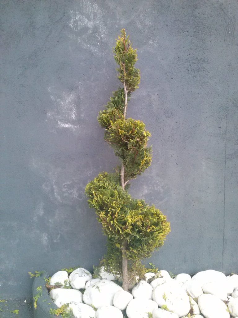 taille jardin