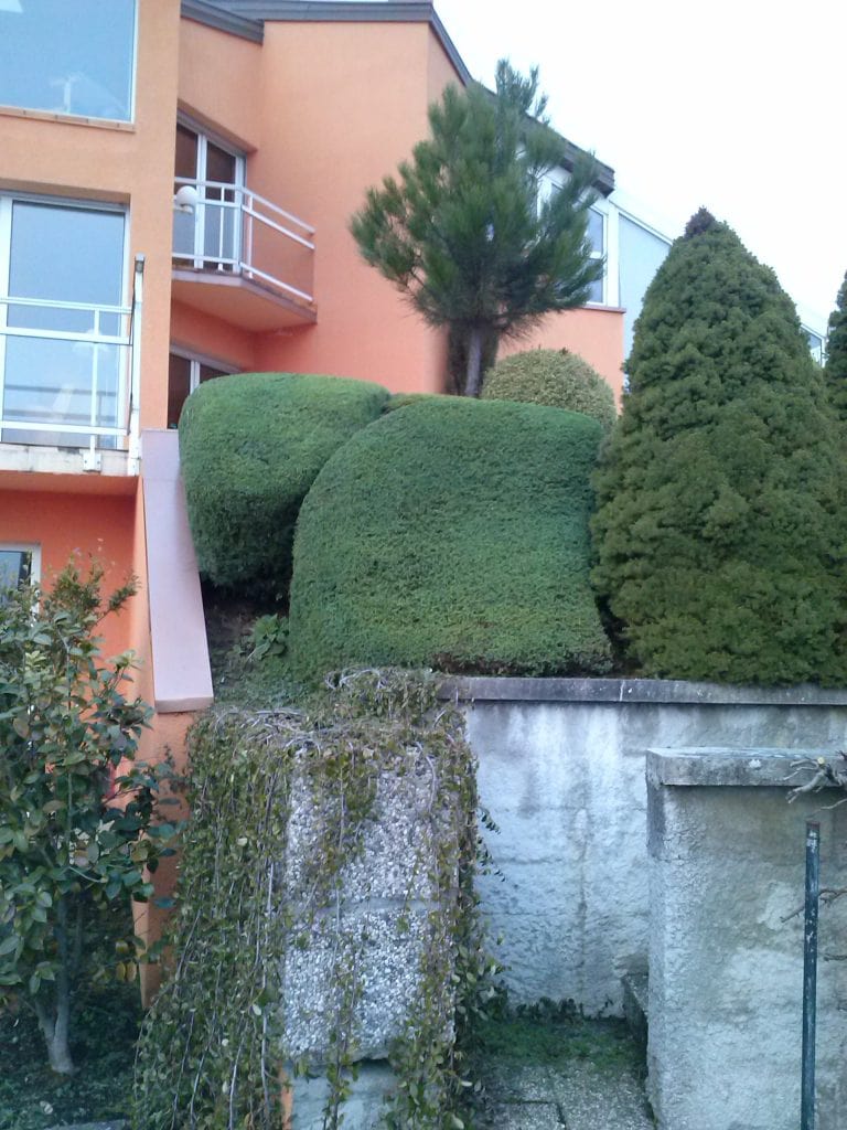 taille de haie