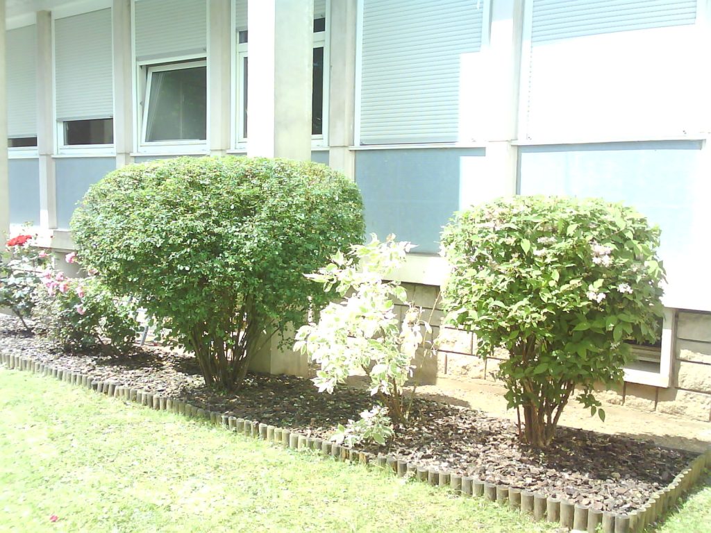 arbres et plantes