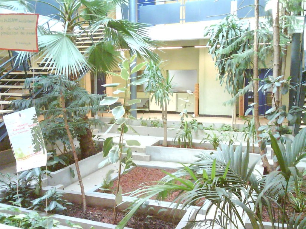 taille plantes tropicales vosges