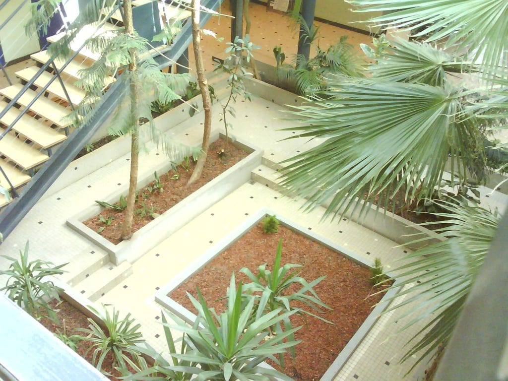 entretien plantes tropicales