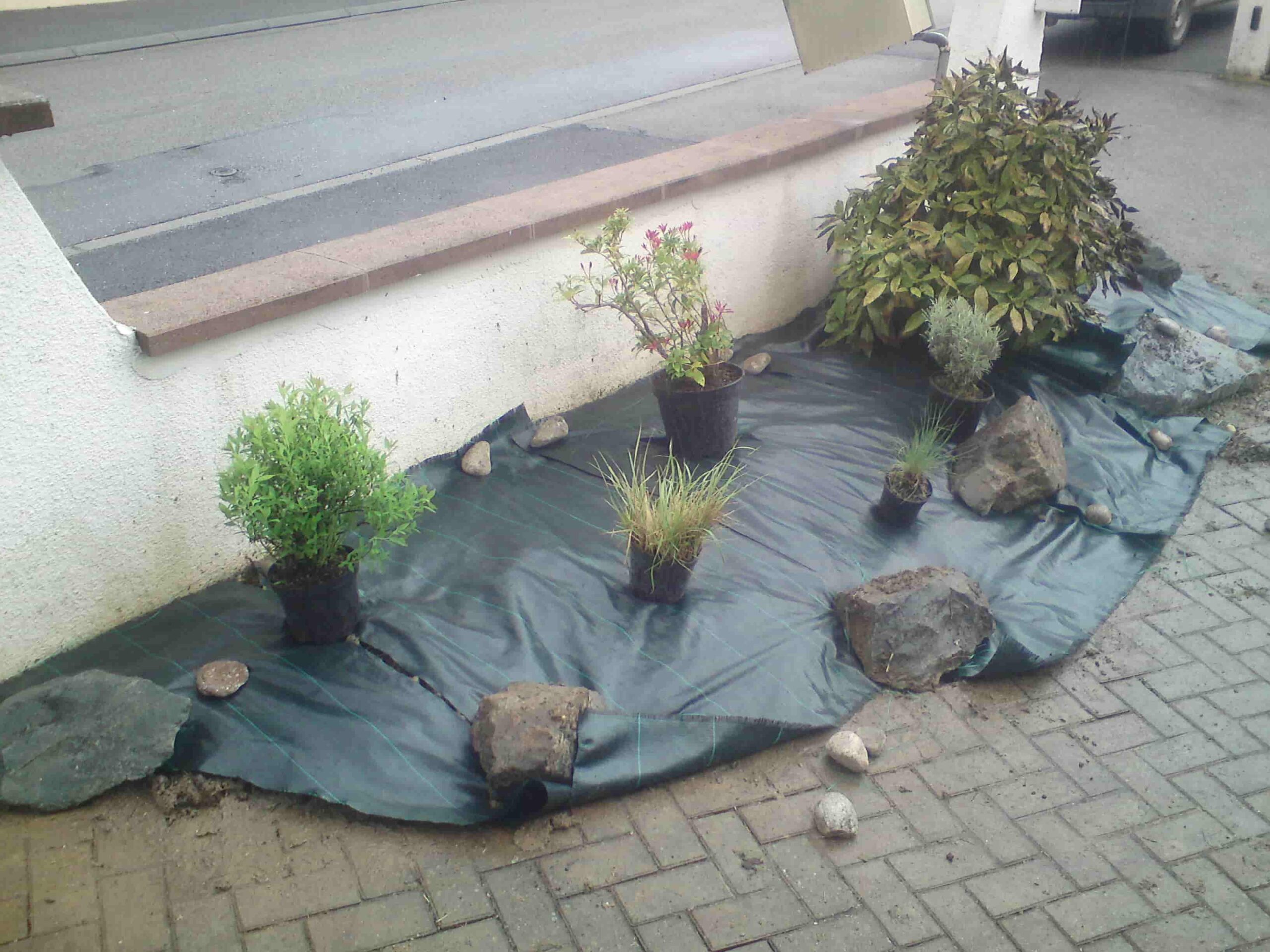 Plantation d'arbres