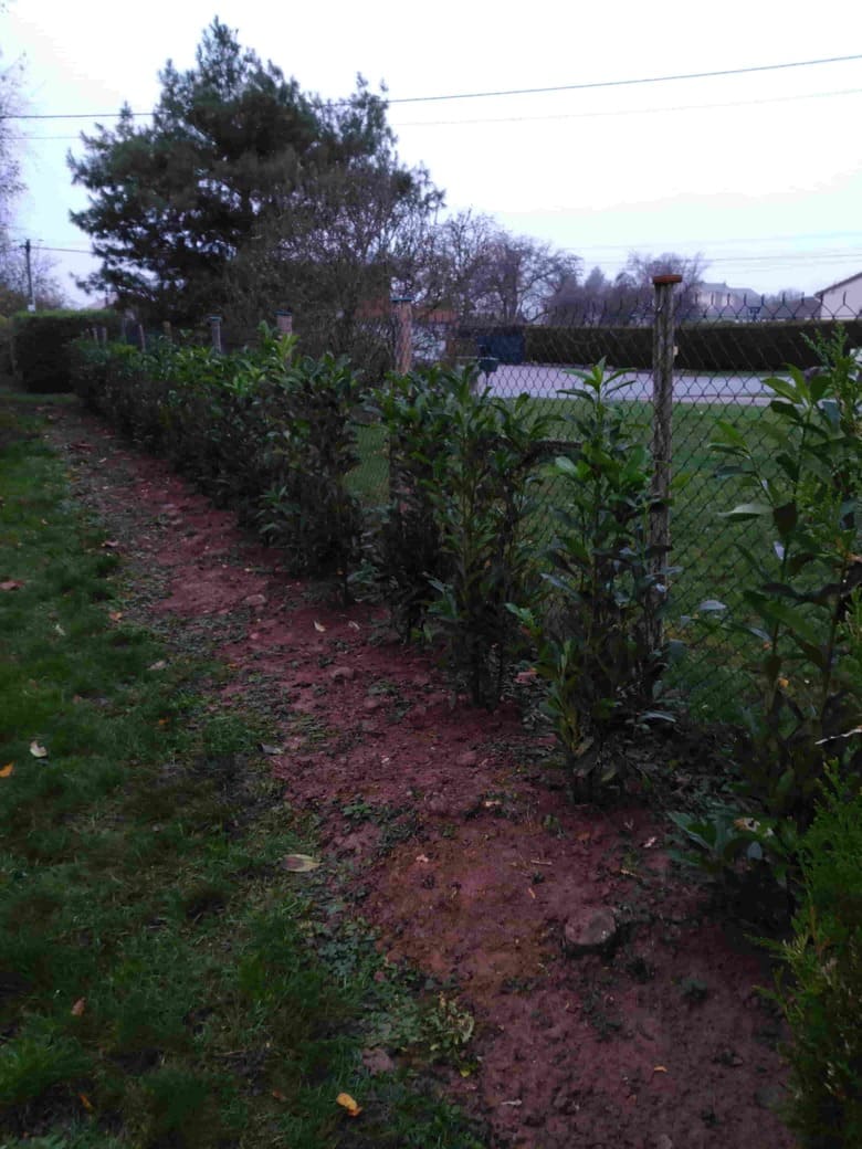 plantes vosges