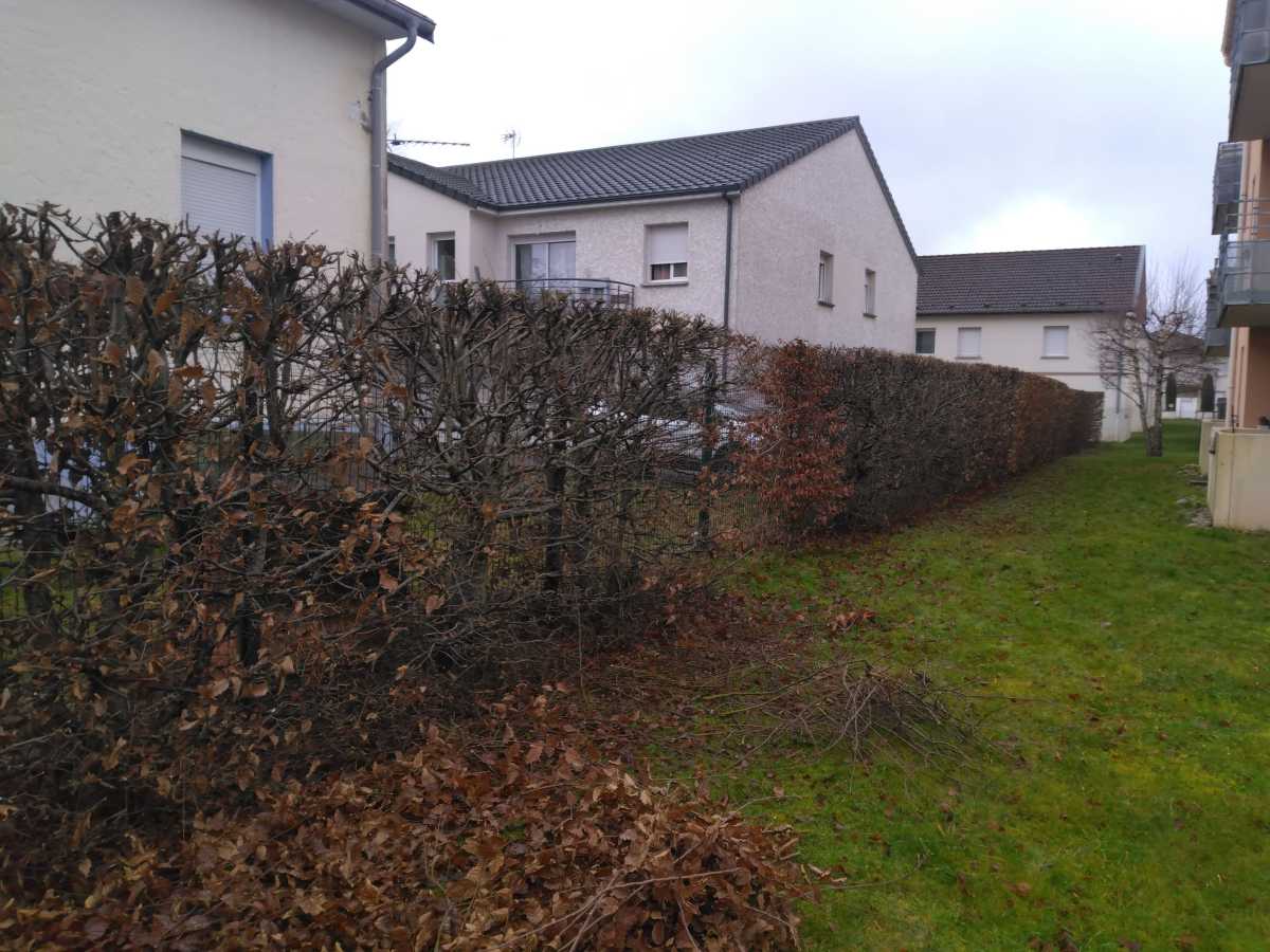 taille d'arbres